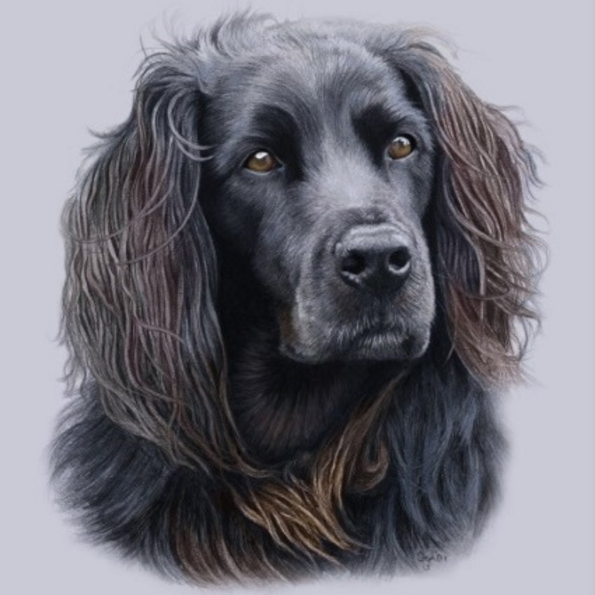 Dog Portraits