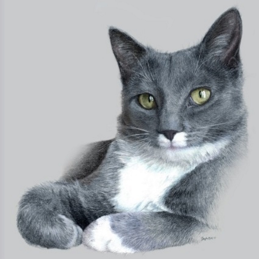 Other Pet Portraits Gallery